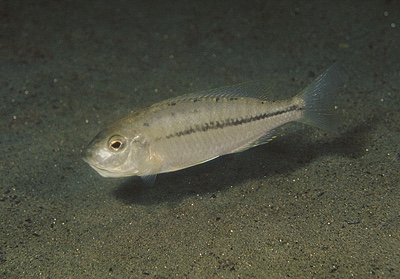 Nyassachromis prostoma 'Narungu'